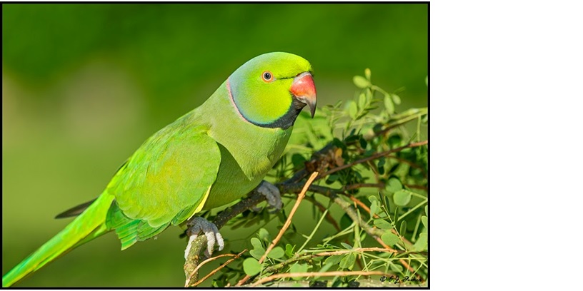 parrot image